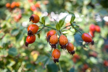 Ripe red rose hip berries on a bush © Lisette