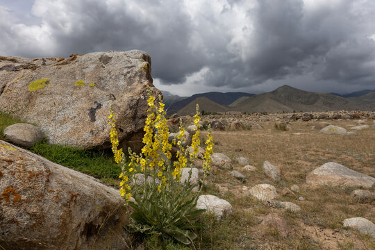 yellow spikey great mullein plant in Kyrgyzstan growing near petroglyphs park rocks with dark ominous thunder clouds in sky
