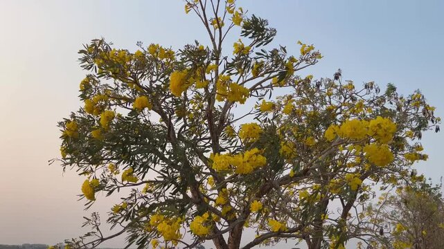 Full view of yellow tabebuia tree in full bloom against sky background