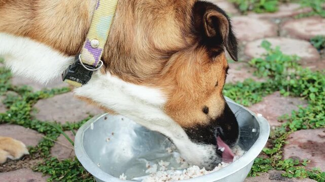 Slow Motion of Domestic Dog Eating Rice from Metal Bowl in Yard