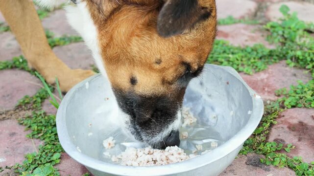 Slow Motion of Domestic Dog Eating Rice from Metal Bowl in Yard