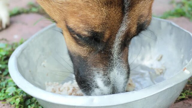 Slow Motion Close-up of Dog Eating Food from Metal Bowl