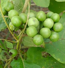 Fresh green turkey berry or solanum torvum fruits growing in clusters on a wild plant shrub  © Parameshvar