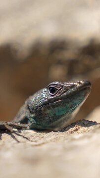 A small lizard with iridescent teal scales rests on a rough stone ledge, slowly raising and turning its head while it watches its surroundings in warm sunshine, a close look at reptile wildlife.