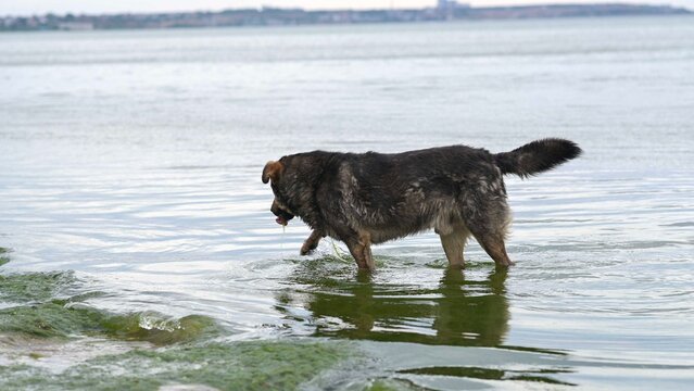 Mixed breed dog stands in shallow water and drinks refreshing liquid. Mongrel quenches thirst near lake shore on warm summer day. Cute pet enjoys outdoor activity, nature relaxation and hydration.