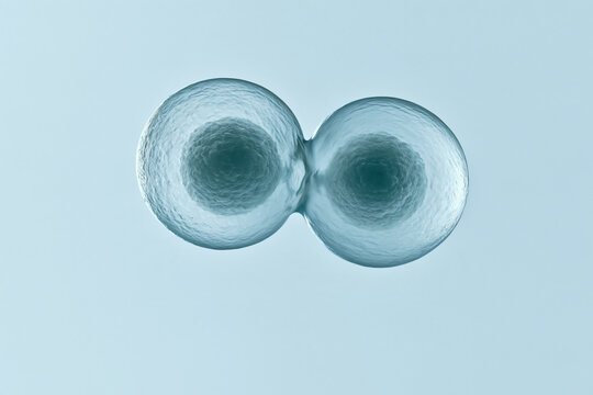 One cell pinching into two during division on pale blue, mitosis and growth concept