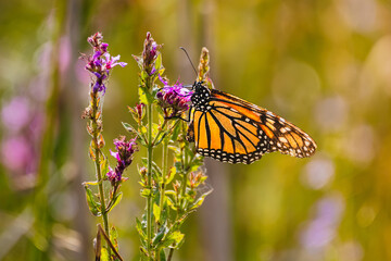Monarch butterfly (Danaus plexippus) feeding on purple loosestrife flowers in summer, Ontario, Canada. © Teresa