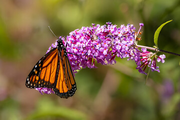 Monarch butterfly resting on a purple butterfly bush flower cluster at Urquhart Butterfly Garden, Dundas, Hamilton, Ontario, Canada © Teresa