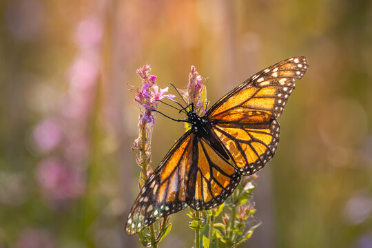 Monarch butterfly (Danaus plexippus) feeding on purple loosestrife flowers in summer, Ontario, Canada.