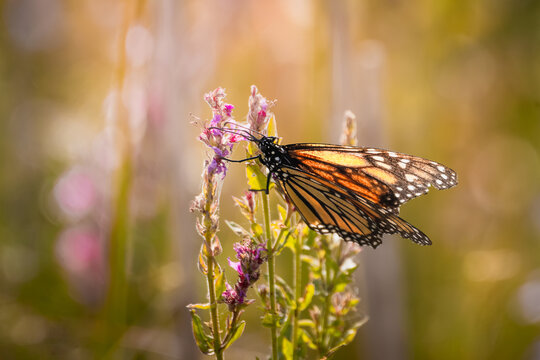 Monarch butterfly (Danaus plexippus) feeding on purple loosestrife flowers in summer, Ontario, Canada.