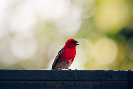 Mauritius endemic red fody singing with open beak in natural habitat on Mauritius