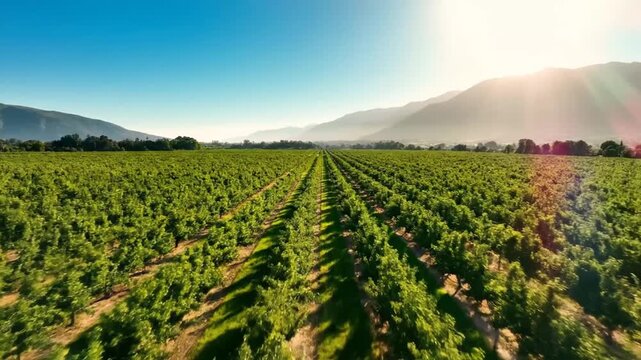 A vast green vineyard stretches toward the distant mountain range