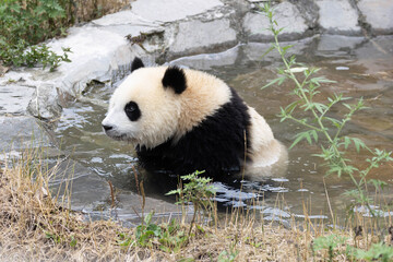 Adorable Panda Cub Sitting in a Shallow Water Pool © foreverhappy