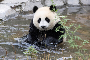 Adorable Panda Cub Sitting in a Shallow Water Pool © foreverhappy