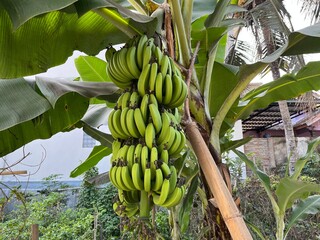 bunch of bananas © Karya