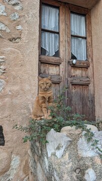 Ginger cat by an old wooden door in Tourrettes-sur-Loup, France, 