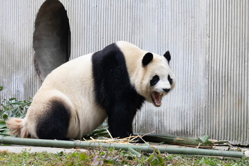 Fototapeta premium Close up Sleepy Panda is Yawning