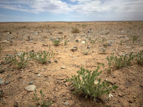 Pale blossoms on a hardy plant in stony dryland