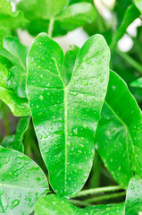 philodendron burle marxii, Philodendron or ARACEAE and rain droplet or dew drop © jobrestful