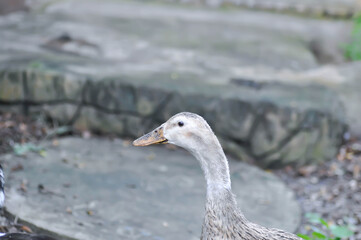 Fototapeta premium Silver Appleyard duck and Ancona duck breed, Magpie duck