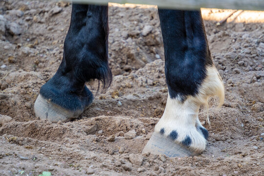 The lower legs and hooves of a black horse with white socks and feathery hair stand on dry, uneven dirt ground inside an paddock paddock area.