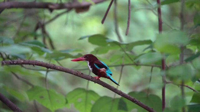 White-throated kingfisher posing on a tree branch in a forest, beautiful colors visible in a side view profile