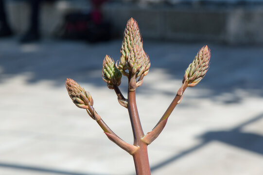 Soap Aloe (Aloe maculata) emerging flower stalk with unopened buds in Korcula, Croatia