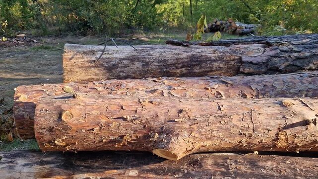 Freshly cut pine logs after sanitary felling of the forest. Concept of timber harvesting, woodworking industry, preparation of firewood for the winter or ecological cleaning of forest areas