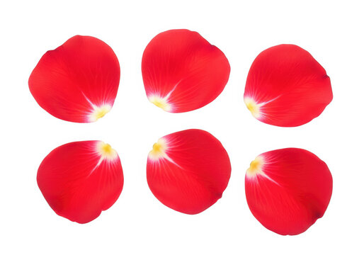 Red rose petals arranged in a circular pattern