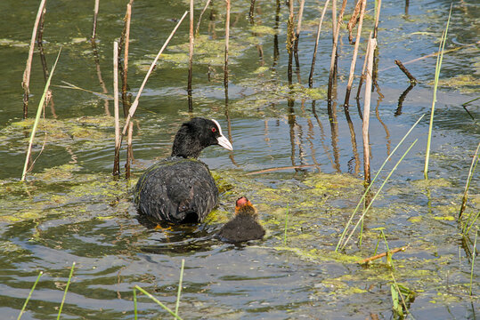 Eurasian coot adult and duckling swimming in the water in Bourgoyen nature reserve, Ghent, Flanders, Belgium - Fulica atra
