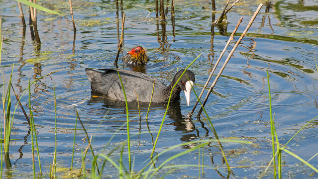 Eurasian coot adult and duckling foraging in the water in Bourgoyen nature reserve, Ghent, Flanders, Belgium - Fulica atra
