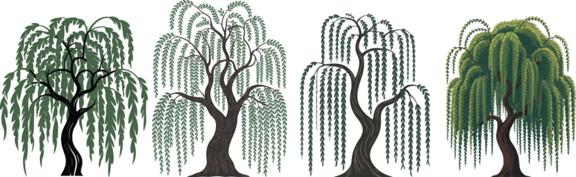 Set of flat vector illustrations of weeping willow trees with hanging branches and twisted trunks isolated on white background