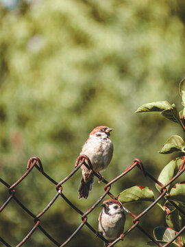 Two sparrows sitting on a fence against a green background