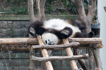 Giant Panda, Yu Ai, Resting Lazily on Wooden Platform © foreverhappy