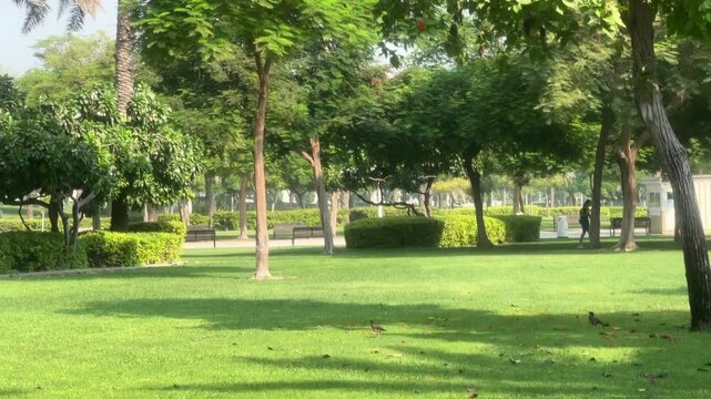 A wide panoramic shot of the vibrant green lawn and shady trees in Zabeel Park on a sunny summer day. Modern urban green spaces, public park infrastructure, and relaxing outdoor nature in Dubai.