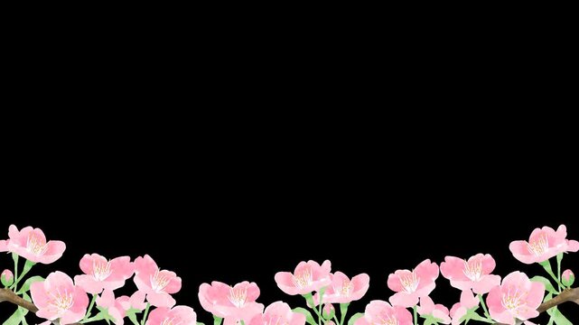 Hand-Drawn Watercolor Cherry Blossom Bottom Border Animation with Transparent Background