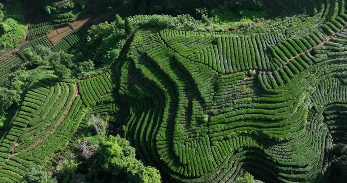 Aerial footage of beautiful tea crop terrace landscape in China	