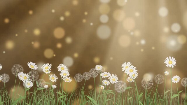 White daisies and fluffy dandelions sway gently in a grassy field against a warm, glowing bokeh background with floating seeds, loopable animation