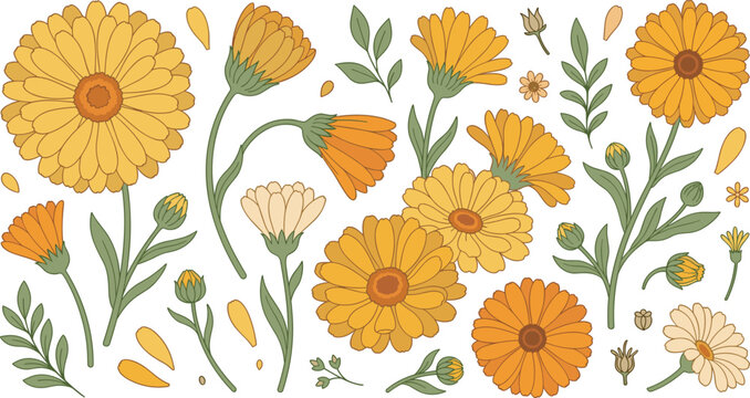 Beautiful hand drawn vector illustration collection of yellow marigold calendula flowers with green leaves stems single petals and buds isolated on white background