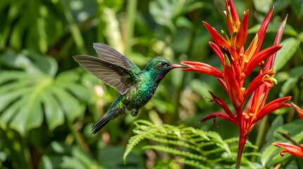 Fototapeta premium Vibrant green hummingbird hovering mid air and drinking nectar from bright red tropical heliconia flower outdoors