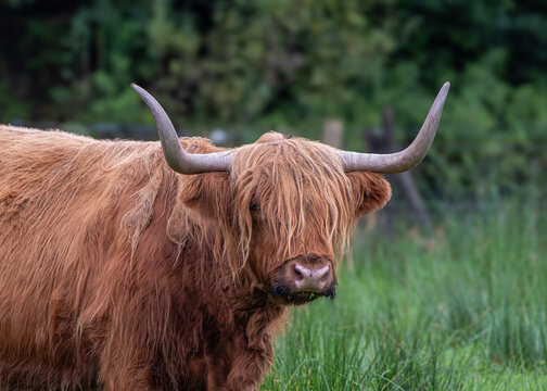 A shaggy coated Highland cattle with long horns looking towards camera at Auchreoch in Scotland