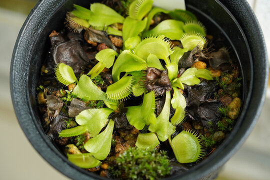 ハエトリソウ　Dionaea muscipula