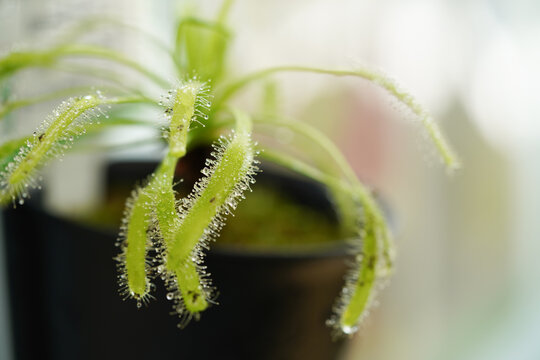 アフリカナガバノモウセンゴケ　 Drosera capensis
