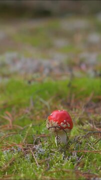 Small Red Amanita Muscaria Mushroom Growing in Green Forest Moss - Magical Fairytale Toadstool Among Pine Needles and Lichen