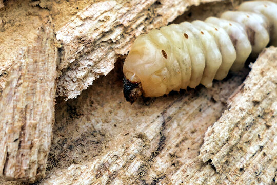 Round Headed Borer (Cerambycidae), larva of the Longhorned Beetle, eating its way through a log
