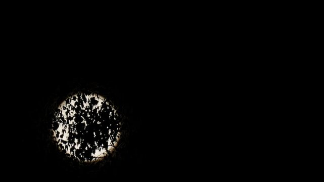 The Moon's circle behind the branches black silhouette of lush foliage