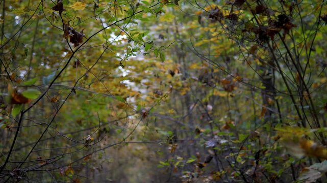 Advancing Forward Along Narrow Overgrown Path in Misty Autumn Woodland - First Person Perspective Camera Motion Through Dense Foggy Forest Trail with Gold Foliage