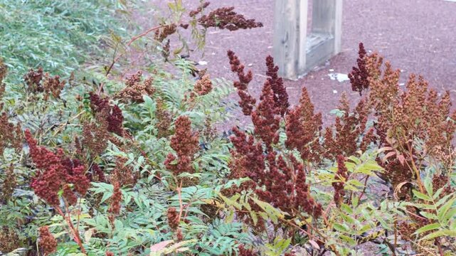 Colorful sumac plants with seeds in autumn landscape