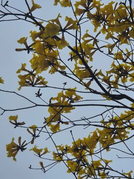 Title: Blooming Yellow Lapacho Tree Branches Against Sky