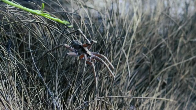 Huntsman spider crawling on dry grass thatch with green stem in nature closeup